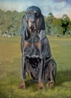 Velmi oekvan vrh ttek Black and Tan Coonhound