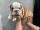 Prodám odčervená, zdravá a očkovaná štěňata anglického buldočka