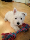 Prodm mini okovan a oderven tata West Highland White Terriers