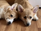 Velsk Corgi Pembroke tata