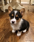 Pembroke Welsh Corgi tata k adopci.