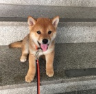 Prodm tata SHIBA INU.