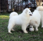 Samojed tata