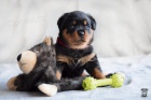 tata rotvajlera s PP - Rottweiler (RTW) - tn