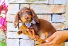 Mini očkovaná a odčervená štěňata fenky a pejska dlouhosrstého jezevčíka k adopci.