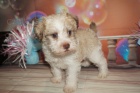 Prodm zdrav tata Schnoodle.