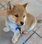 Prodm tata shiba inu