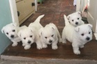 Prodm tata West Highland White Terriers mini OKOVAN A ODERVOVAN