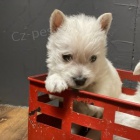 Prodám štěňata West Highland White Terriers mini OČKOVANÁ A ODČERVOVANÁ