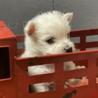 Prodám štěňata West Highland White Terriers mini OČKOVANÁ A ODČERVOVANÁ