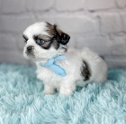 Prodm mini tata SHIH TZU