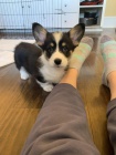 Prodám štěňata Pembroke Welsh Corgi.