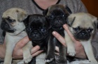 Prodám krásná očkovaná a odčervená štěňata fenky a pejska Mops.