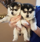 Prodm tata Pomskies (kenec sibisk husky a pomeranian)