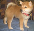 Prodm tata shiba inu