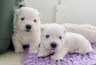 Prodm mini tata West Highland White Terriers