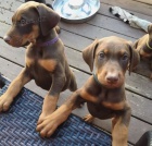 Doberman pinscher puppies for sale.