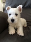 Prodm mini mini tata West Highland White Terriers