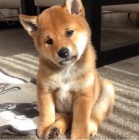 Prodm rozkon miminka tata shiba inu