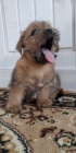 Norfolk Terrier