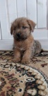 Norfolk Terrier