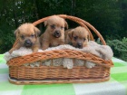 Norfolk Terrier