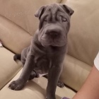 Prodm zdrav tata okovan shar-pei.