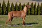 Rhod. Ridgeback - ttka s PP