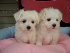 Prodám mini hračku pejska a fenky očkovaná a odčervená MALTIPOO štěňata.