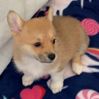 krásná a andělská štěňata Pembroke Welsh Corgi na prodej.