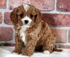 Prodm tata Cavapoo.