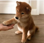 Prodm zdrav a krsn ttka mini shiba inu