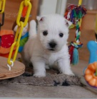 Prodm mini tata West Highland White Terriers