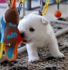 Prodm mini tata West Highland White Terriers