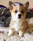 Prodám štěňata Pembroke Welsh Corgi.