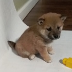 Prodám miniaturní štěňata shiba inu