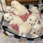 Prodm mini mini tata West Highland White Terriers