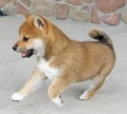 Prodm roztomil ttka shiba inu