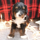 Prodám zdravá a očkovaná štěňata mini hraček Bernedoodle.