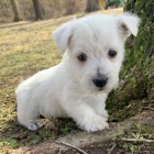 Prodm tata West Highland White Terriers