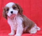 Prodm mini okovan tata Cavalier King Charles Spaniel.