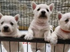 Prodm mini mini tata West Highland White Terriers