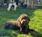 Lagotto Romagnolo na prodej