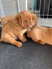 Prodám krásná očkovaná a odčervená štěňátka bordeauxské dogy