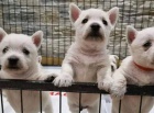 Prodm mini mini tata West Highland White Terriers.