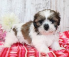 Prodm tata SHIH TZU