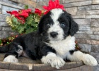 Prodám štěňata mini Bernedoodle.
