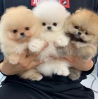 Prodám štěňata pomeraniana.
