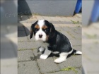 Cavalier King Charles Spaniel (fena) s PP