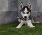 Sibisk husky tata na prodej